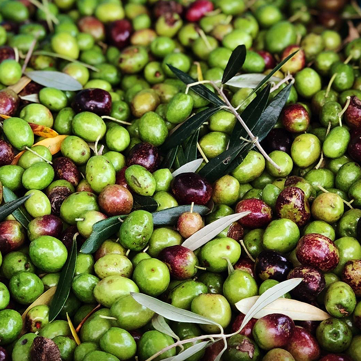 オリーブ[Olive]