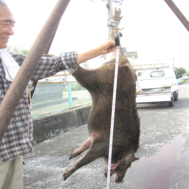 猪[Boar]