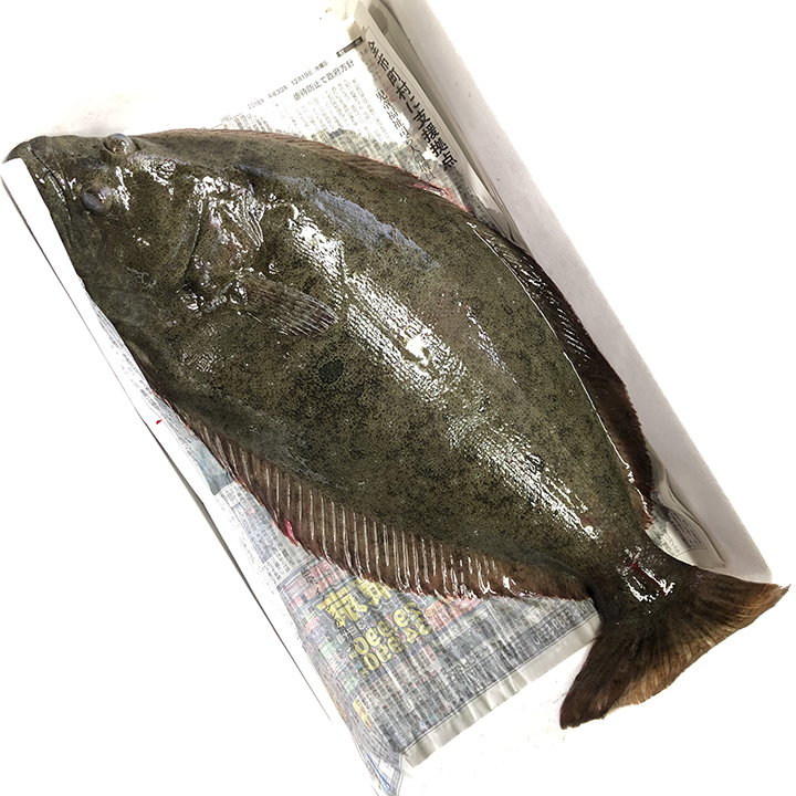 ひらめ [Flounder]