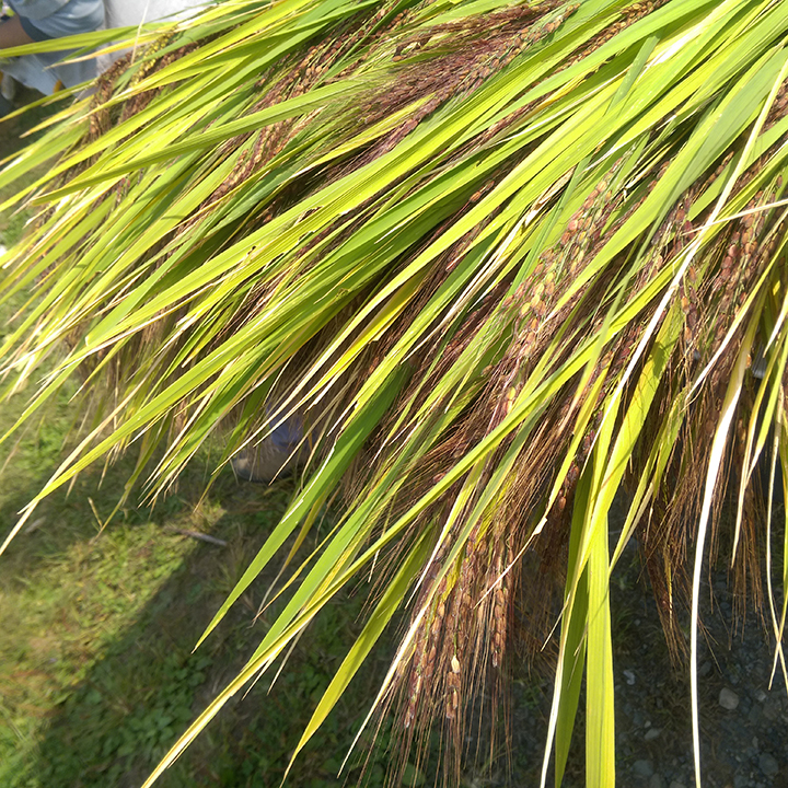 米（香川県産）[Rice](Kagawa)