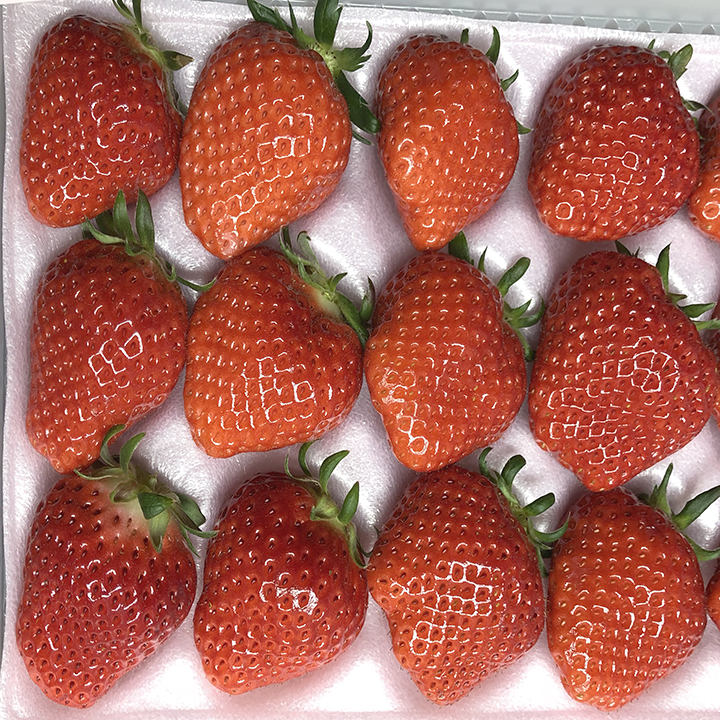 イチゴ[Strawberry]