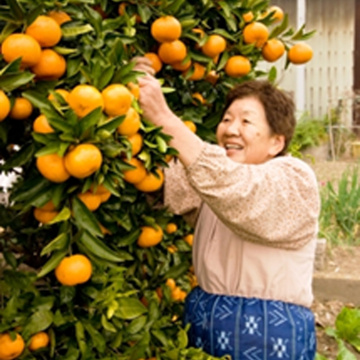 ミカン[Mandarin]