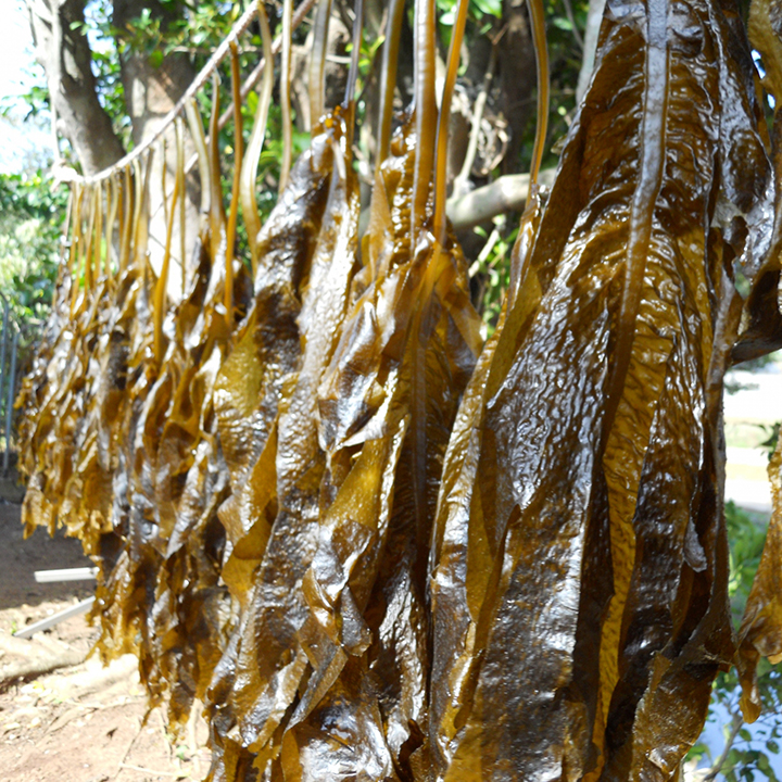 ワカメ[Wakame seaweed]