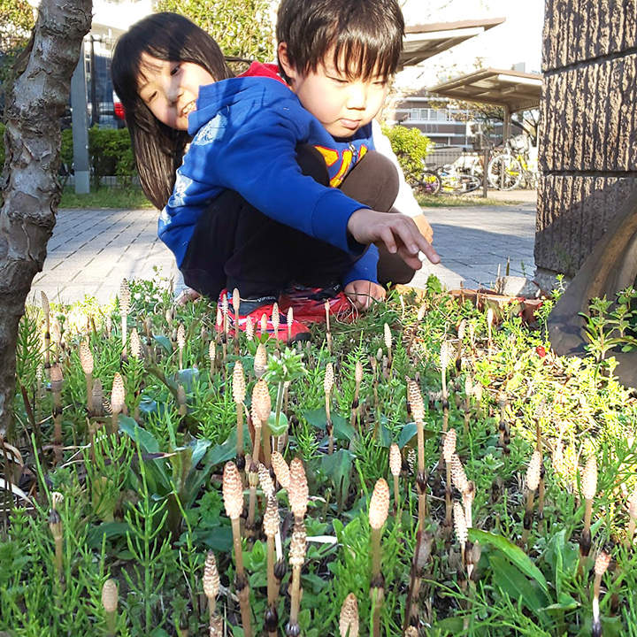つくし[Horsetail]