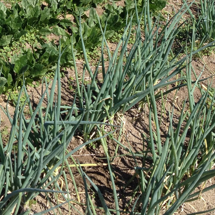 ネギ[Leek, Welsh onions]