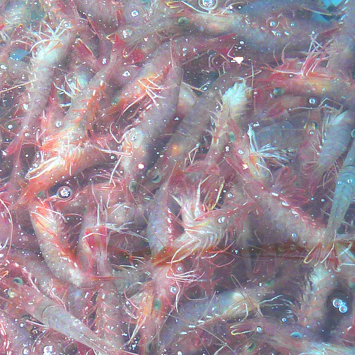 海老[Shrimp]