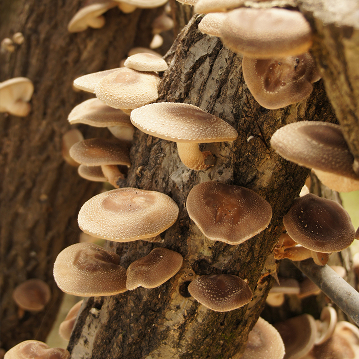 シイタケ[Shiitake]